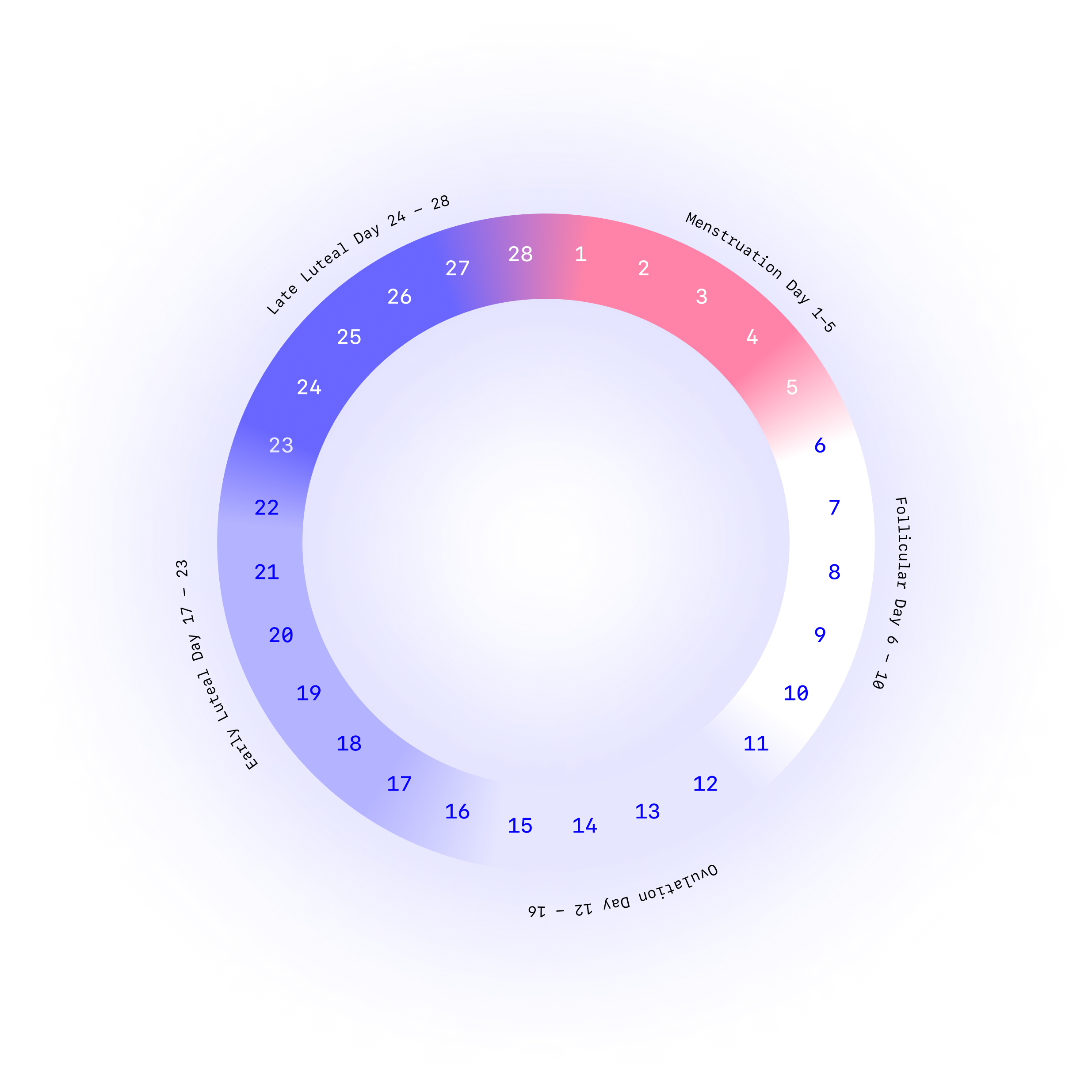 Circular diagram of the four phases of the menstrual cycle